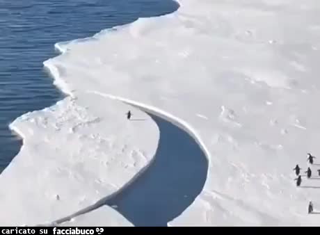 Video: il pinguino che si salva dalla rottura dell'iceberg