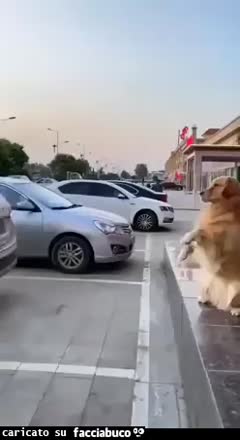 Sensore di parcheggio canino