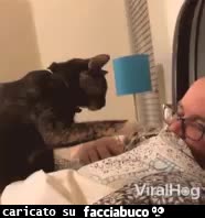 gif animata