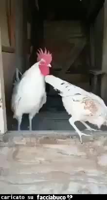 Mi si è ingolfato il gallo