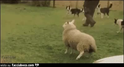 gif animata
