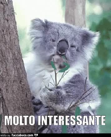 gif animata
