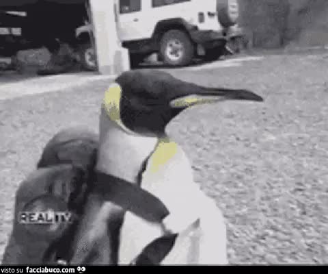 gif animata