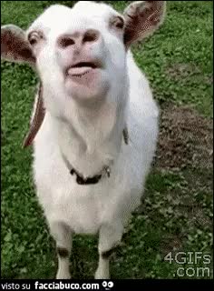 gif animata
