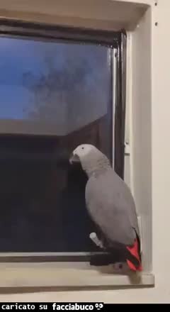 gif animata