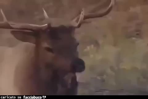 gif animata