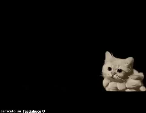 gif animata