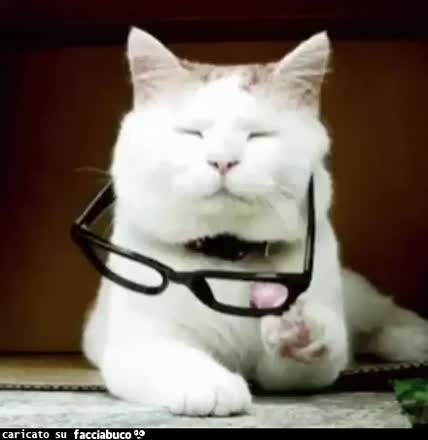 gif animata