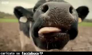gif animata